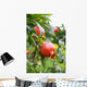 Pomegranate Fruit Wall Mural