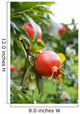 Pomegranate Fruit Wall Mural