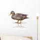 Stock Ente Wall Decal