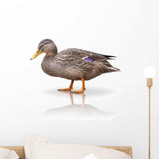 Stock Ente Wall Decal