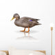 Stock Ente Wall Decal