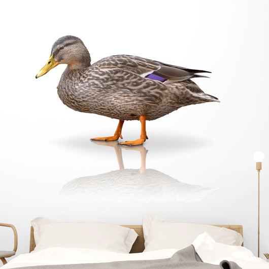Stock Ente Wall Decal