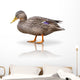 Stock Ente Wall Decal