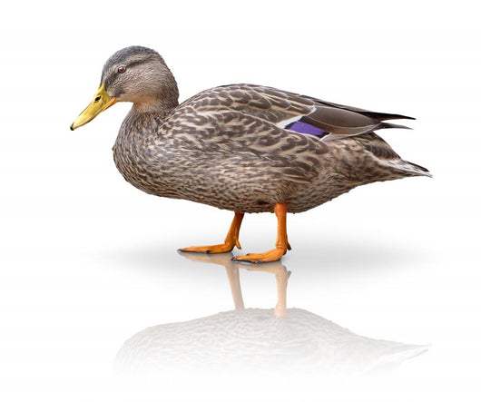 Stock Ente Wall Decal