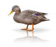 Stock Ente Wall Decal