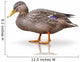 Stock Ente Wall Decal