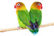 Pair of lovebirds Wall Decal