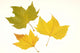 Herbstlaub
