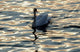 cigno Wall Mural