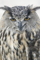 Eagle Owl Wall Mural