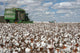 Cotton Fields Wall Mural