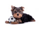 Yorkshire Terrier Puppy Wall Decal