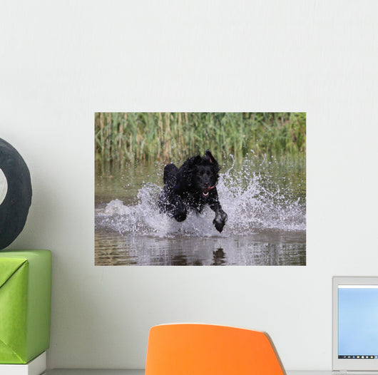 Hund im Wasser