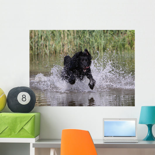 Hund im Wasser