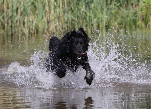 Hund im Wasser