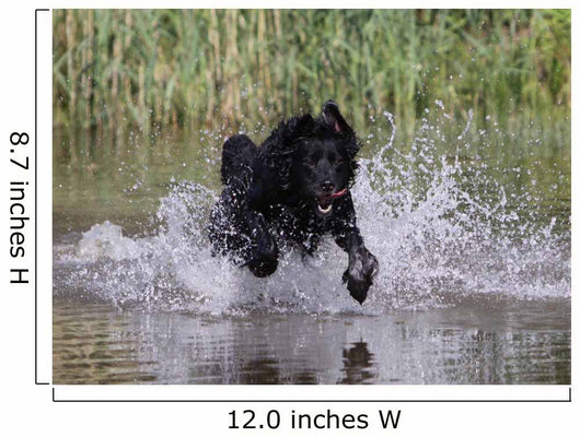 Hund im Wasser