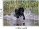 Hund im Wasser