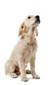 Chiot Golden Retriever Wall Decal