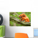 Cute Golden Lion Tamarin With Baby Wall Mural