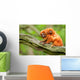 Cute Golden Lion Tamarin With Baby Wall Mural