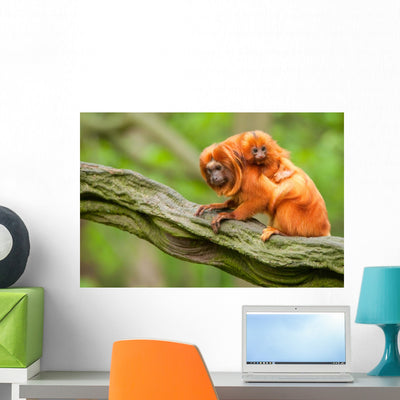 Cute Golden Lion Tamarin Wall Mural shown on a wall