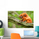Cute Golden Lion Tamarin With Baby Wall Mural