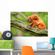 Cute Golden Lion Tamarin With Baby Wall Mural