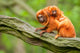 Cute Golden Lion Tamarin With Baby Wall Mural