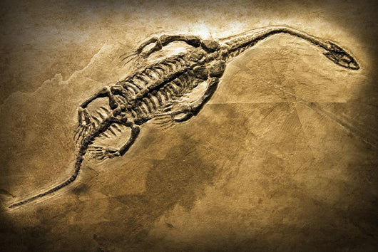 Fossil Wall Mural