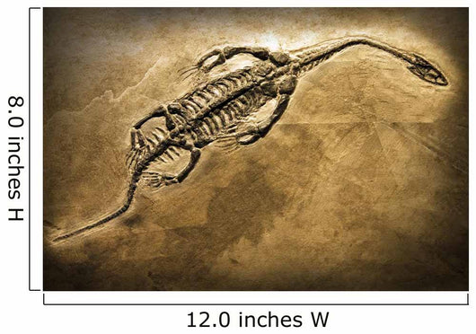 Fossil Wall Mural