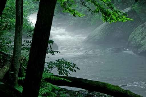 Misty Morning Stream Wall Decal