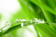 Water Drops on the Green Grass Wall Mural