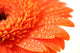 Orange Flower Wall Mural