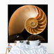 Nautilus shell Wall Mural