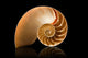 Nautilus shell Wall Mural