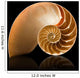 Nautilus shell Wall Mural