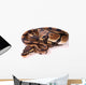Royal Python Wall Decal
