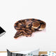Royal Python Wall Decal