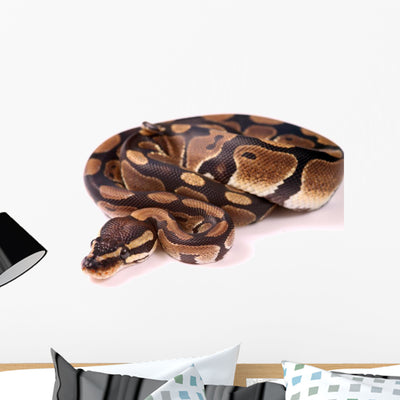 Royal Python Wall Decal shown on a wall