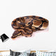 Royal Python Wall Decal