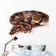 Royal Python Wall Decal