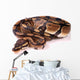 Royal Python Wall Decal