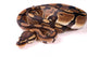 Royal Python Wall Decal