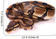 Royal Python Wall Decal