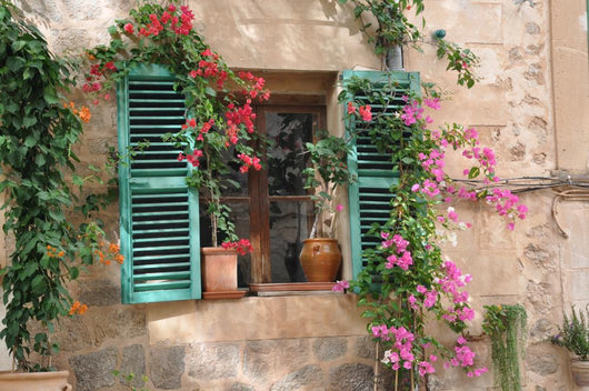 Window