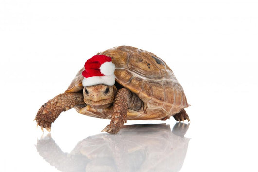 Christmas Turtle