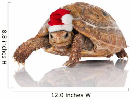 Christmas Turtle
