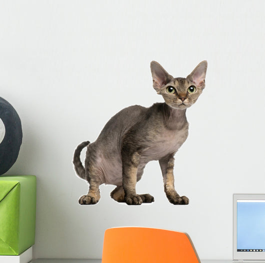 Cat Sitting in Front of White Background Wall Decal