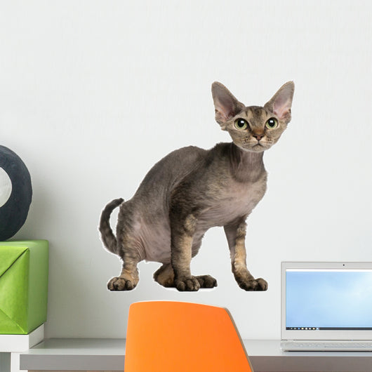 Cat Sitting in Front of White Background Wall Decal
