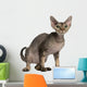 Cat Sitting in Front of White Background Wall Decal